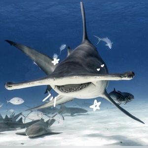 Meet your Posher, Sophia